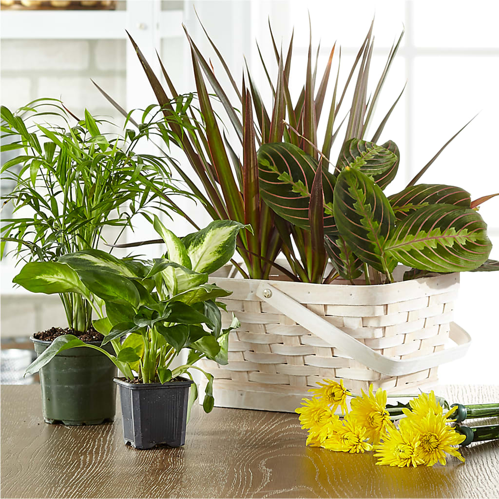 Florist Designed Blooming and Green Plants in a Basket – HYDE PARK FLORIST & GIFTS, Hyde Park NY