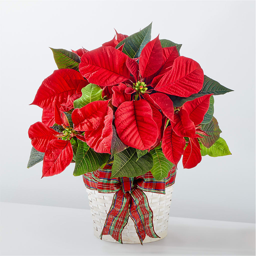 Happiest Holidays Poinsettia – HYDE PARK FLORIST & GIFTS, Hyde Park NY