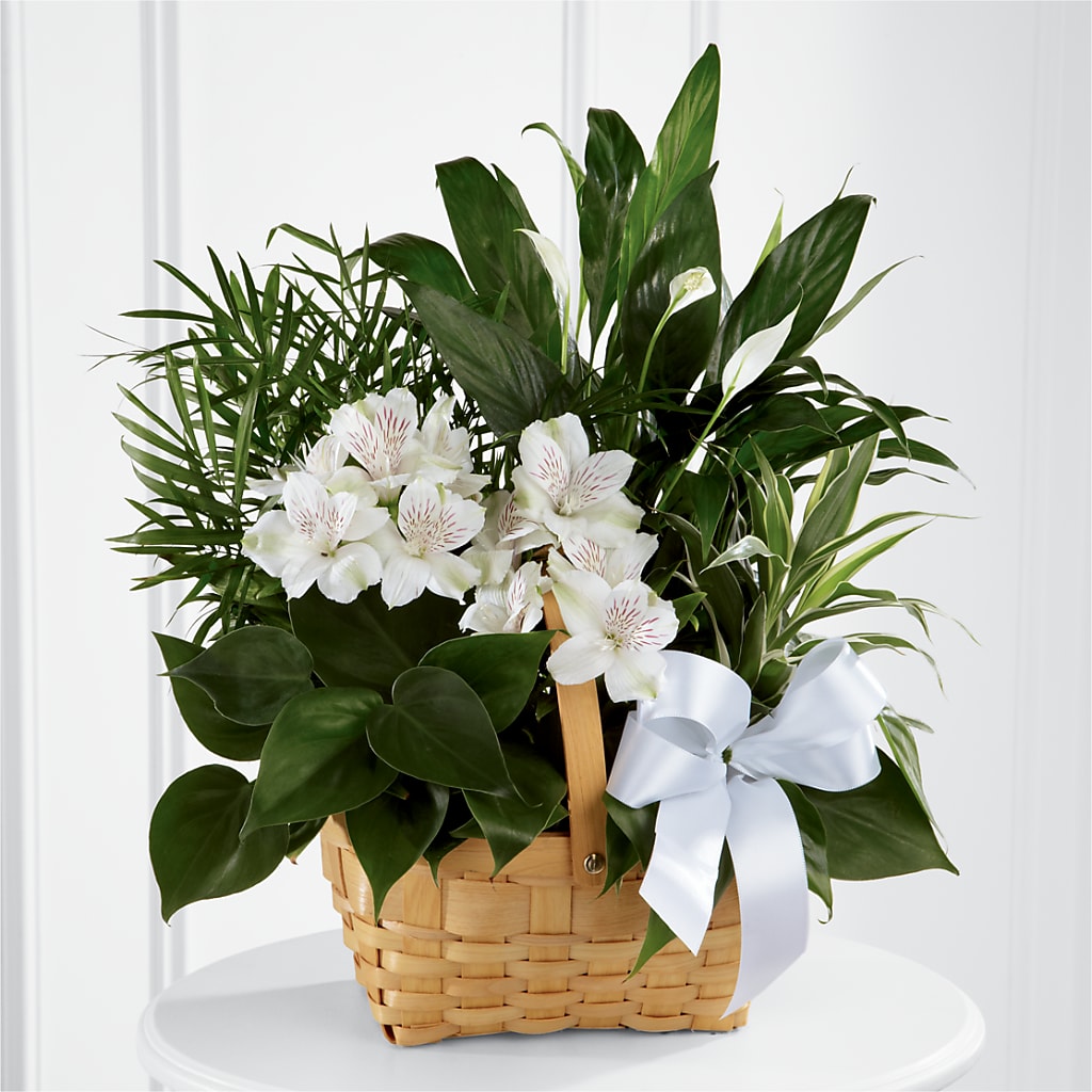 Peace & Serenity Dishgarden – HYDE PARK FLORIST & GIFTS, Hyde Park NY