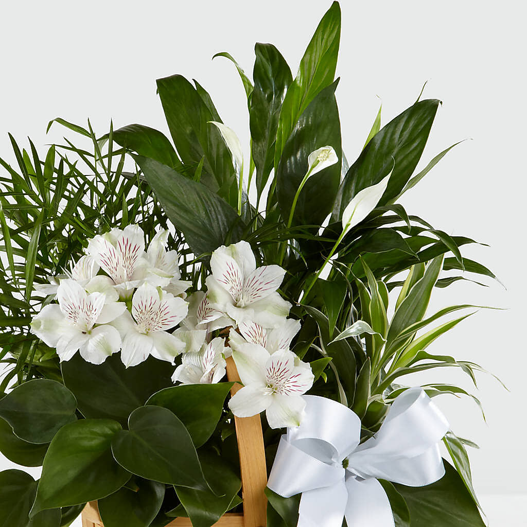Peace & Serenity Dishgarden – HYDE PARK FLORIST & GIFTS, Hyde Park NY