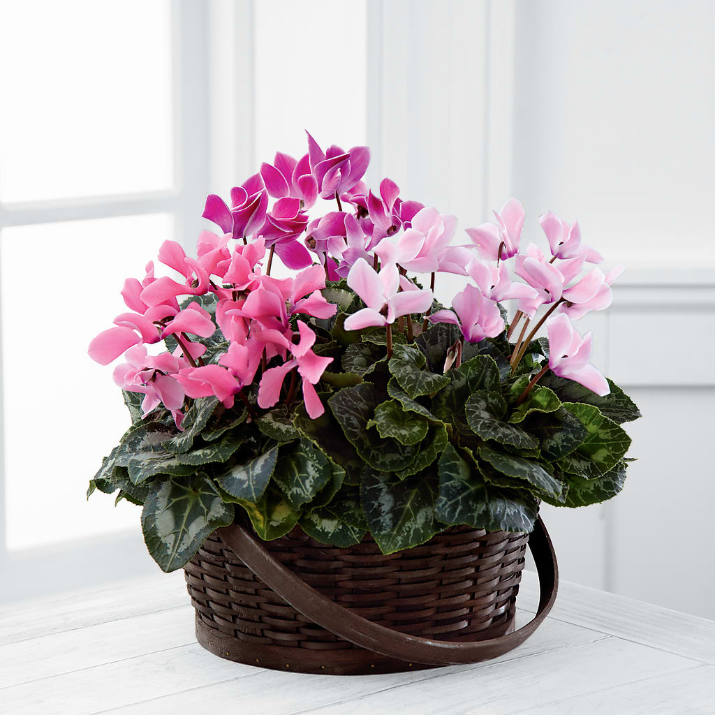Mixed Cyclamen Planter – HYDE PARK FLORIST & GIFTS, Hyde Park NY