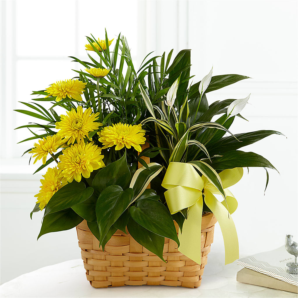 Loving Light Dishgarden – HYDE PARK FLORIST & GIFTS, Hyde Park NY