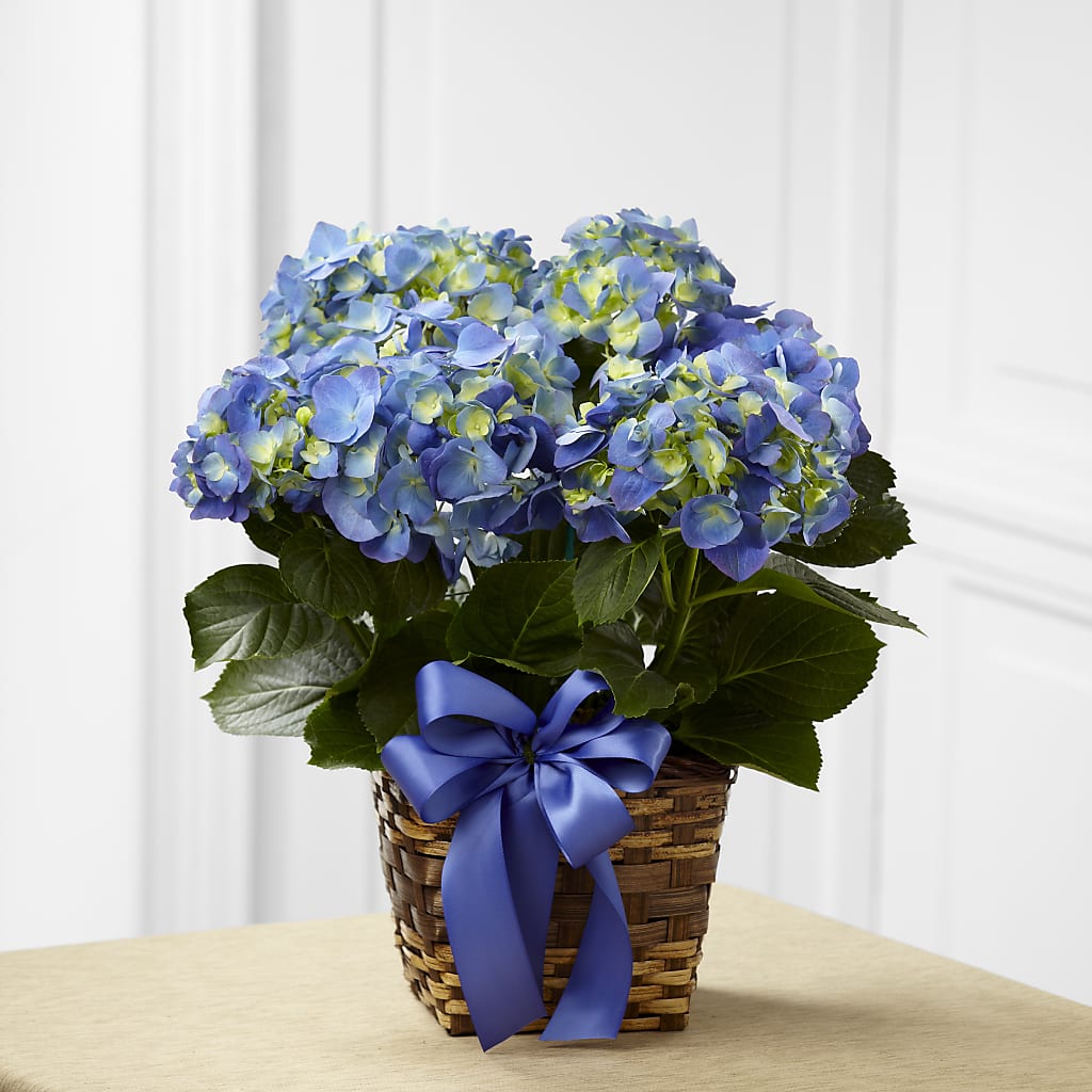 Blue Hydrangea Planter – HYDE PARK FLORIST & GIFTS, Hyde Park NY