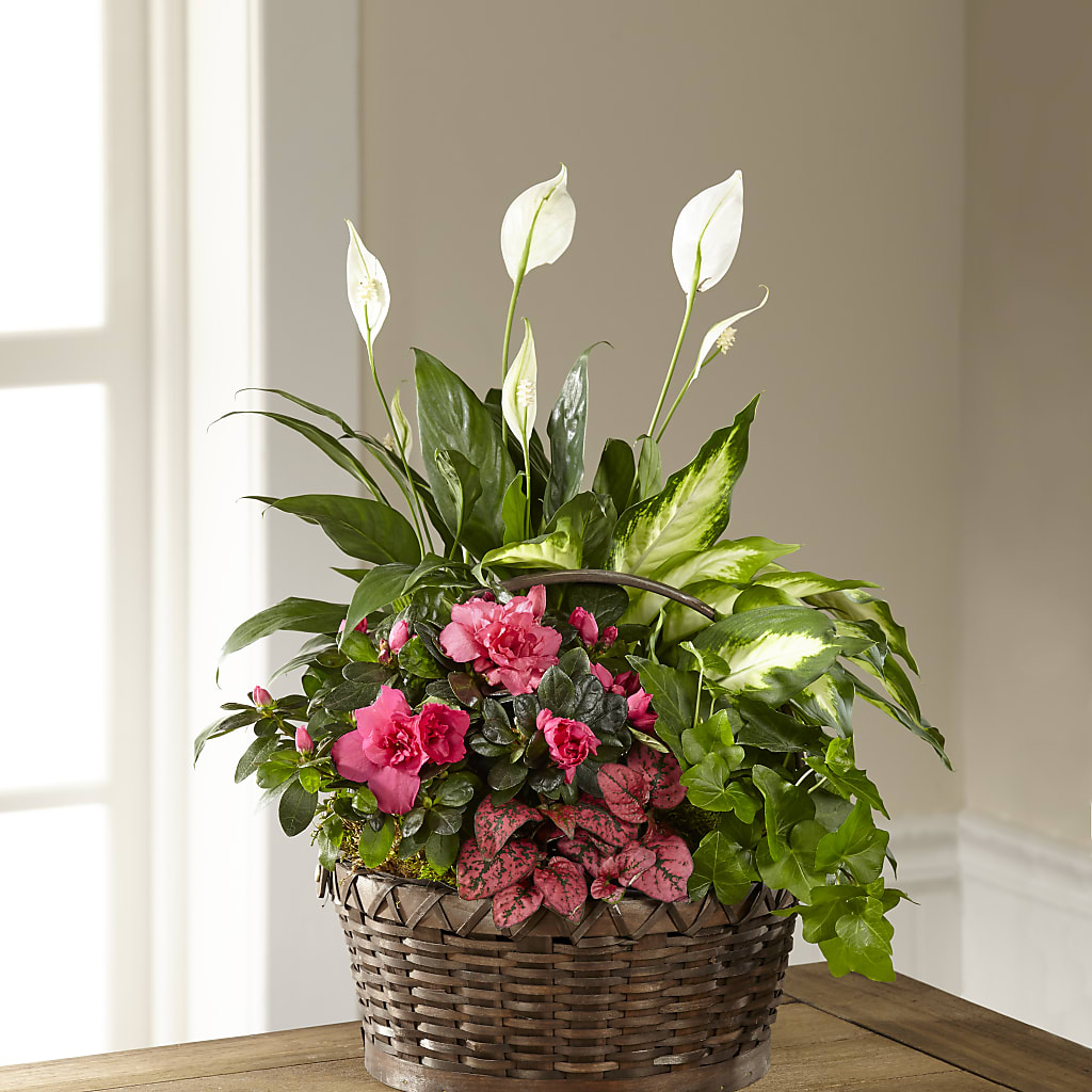 Dream in Pink Dishgarden – HYDE PARK FLORIST & GIFTS, Hyde Park NY