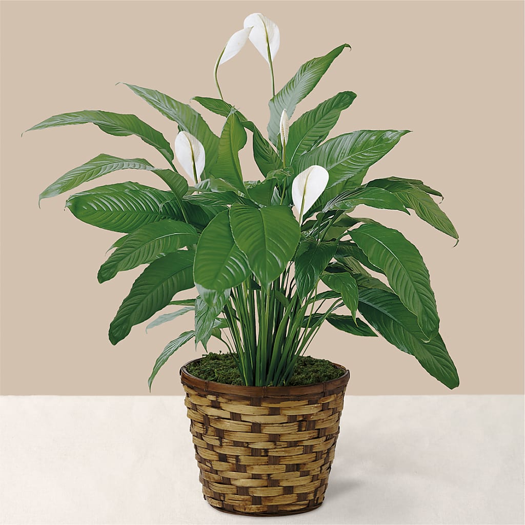 Tranquil Moments Peace Lily Plant – HYDE PARK FLORIST & GIFTS, Hyde Park NY