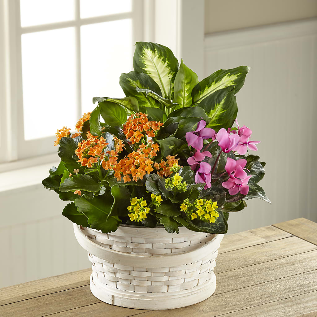 Color Crush Dishgarden – HYDE PARK FLORIST & GIFTS, Hyde Park NY