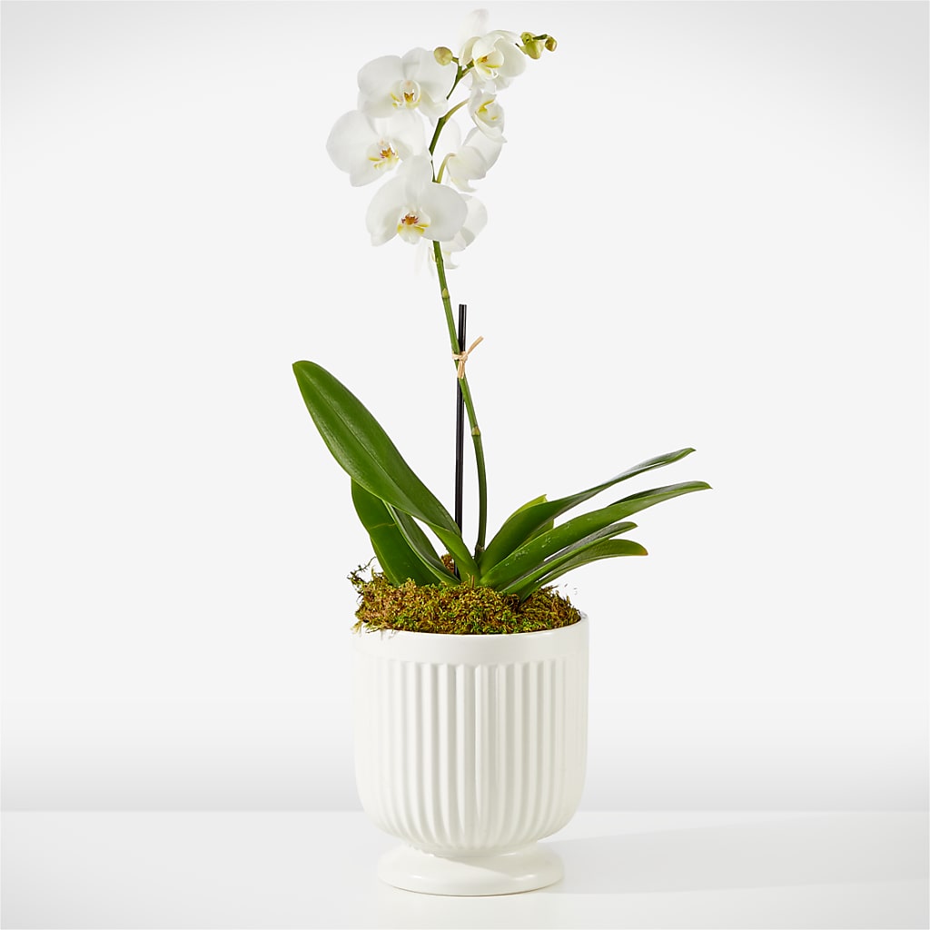 Whispering White Orchid – HYDE PARK FLORIST & GIFTS, Hyde Park NY
