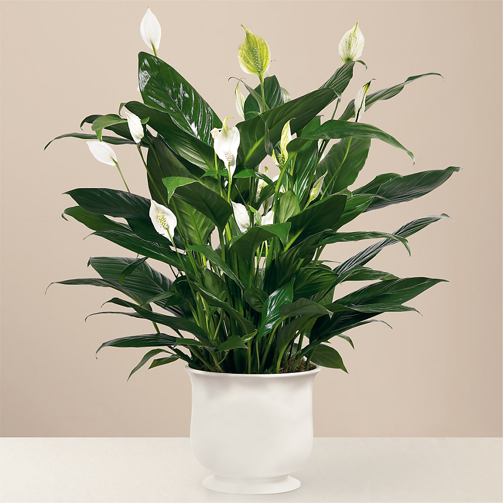 Comfort Planter – HYDE PARK FLORIST & GIFTS, Hyde Park NY