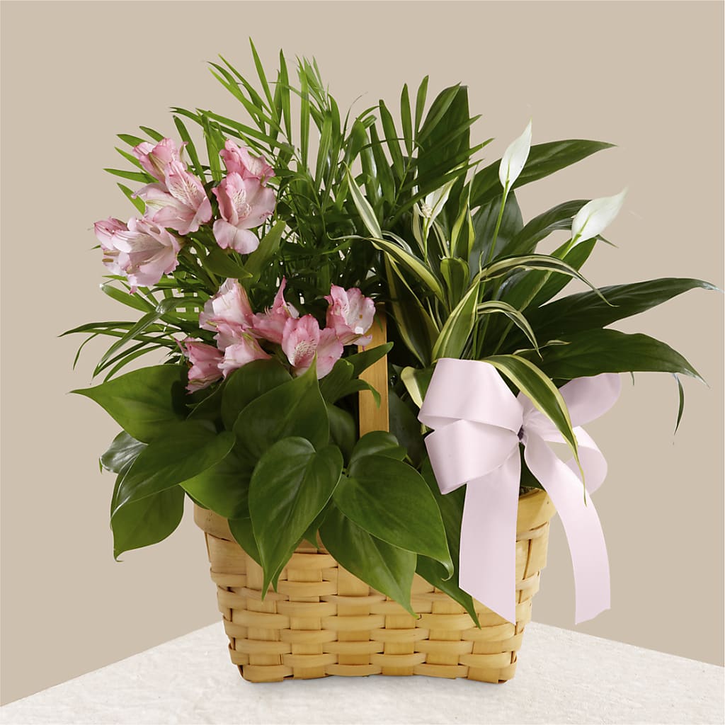 Living Spirit Dishgarden – HYDE PARK FLORIST & GIFTS, Hyde Park NY