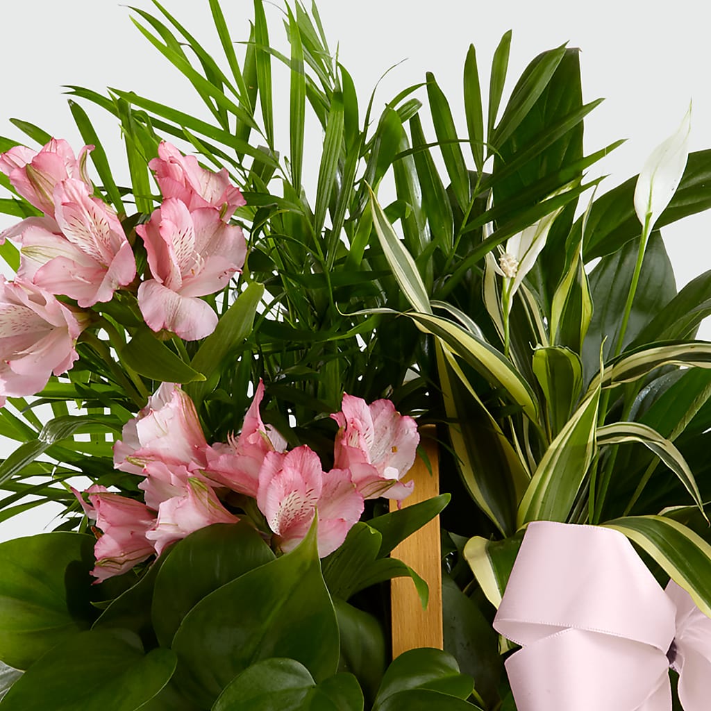 Living Spirit Dishgarden – HYDE PARK FLORIST & GIFTS, Hyde Park NY