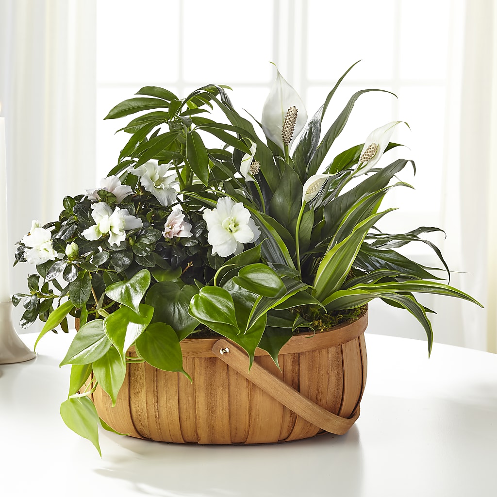Serene Dishgarden – HYDE PARK FLORIST & GIFTS, Hyde Park NY