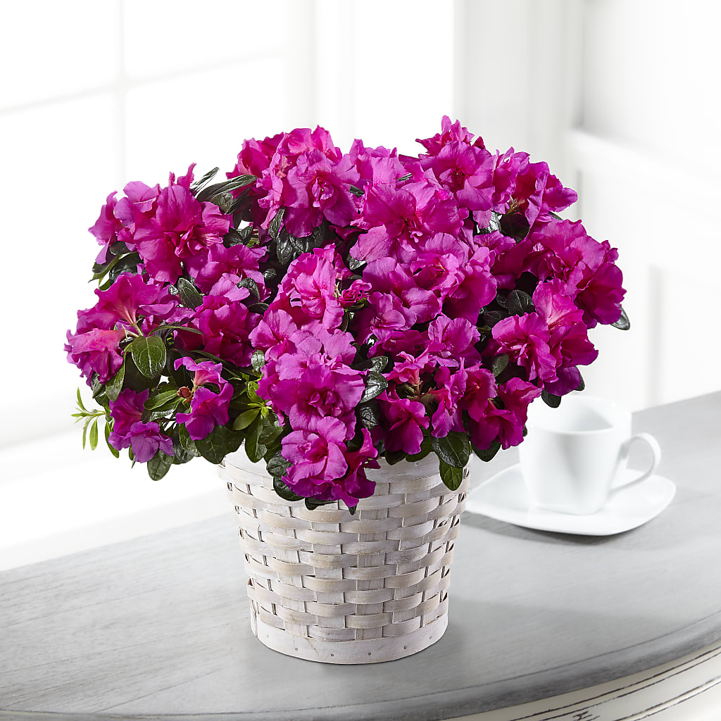 Hope & Serenity Azalea Plant – HYDE PARK FLORIST & GIFTS, Hyde Park NY
