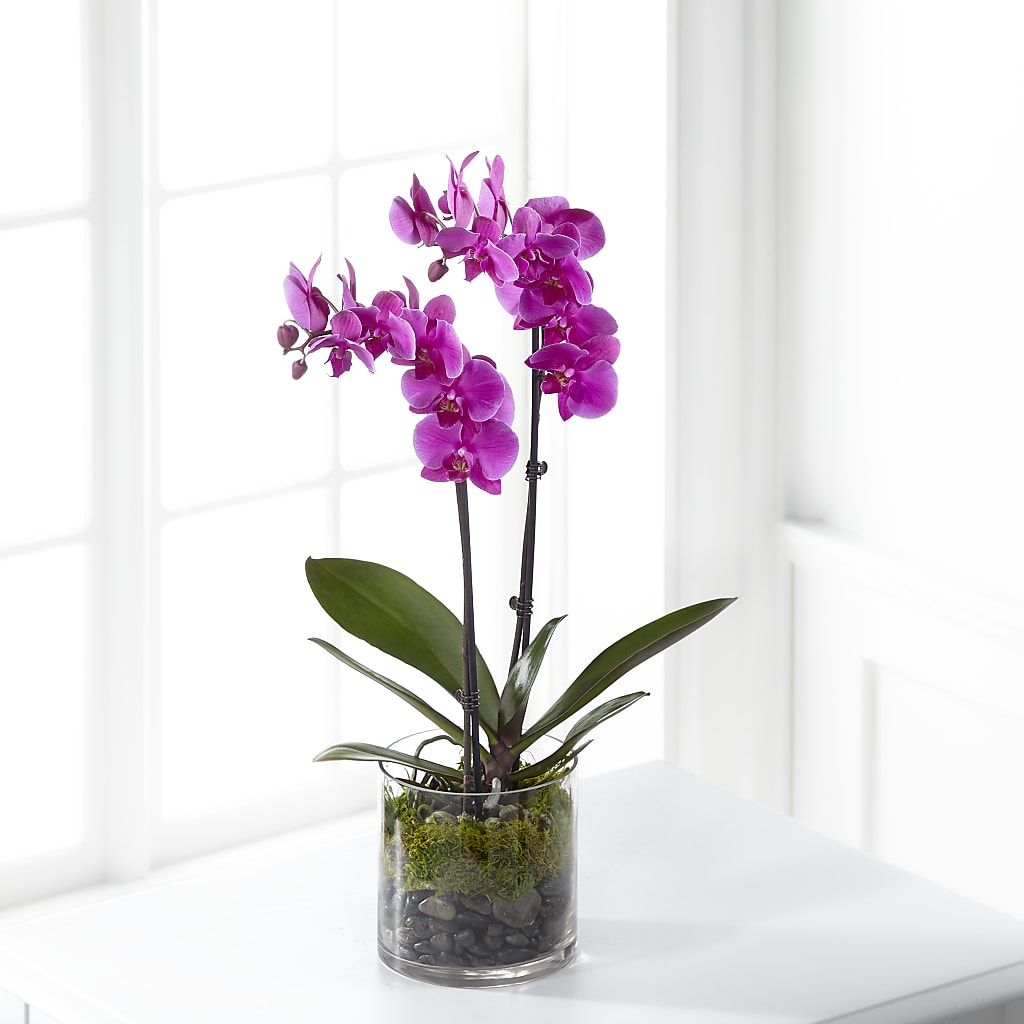 Pink Orchid Plant – HYDE PARK FLORIST & GIFTS, Hyde Park NY