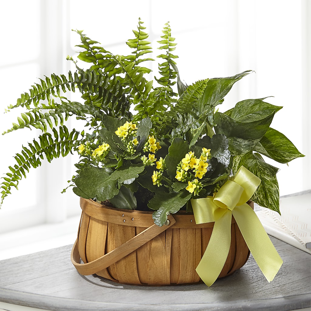Always Dear Dishgarden – HYDE PARK FLORIST & GIFTS, Hyde Park NY