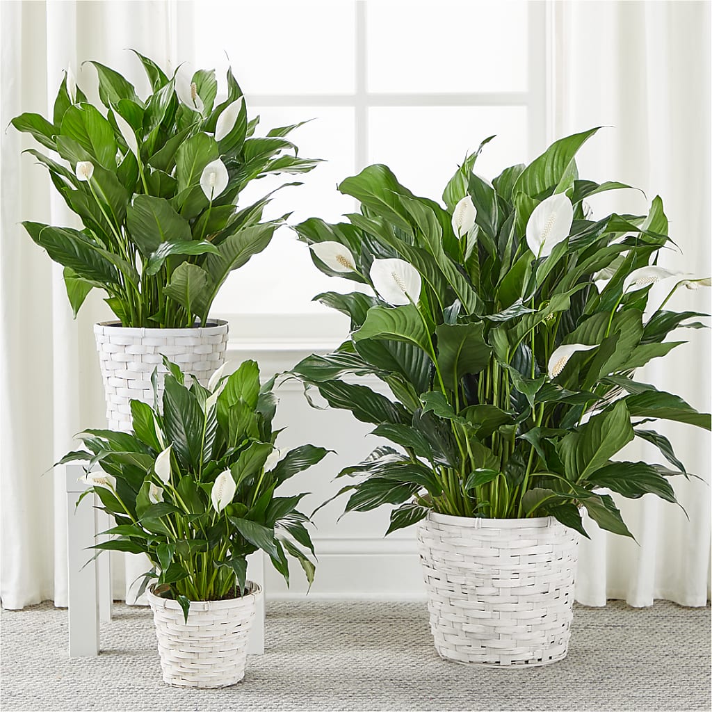 A New Leaf Peace Lily – HYDE PARK FLORIST & GIFTS, Hyde Park NY
