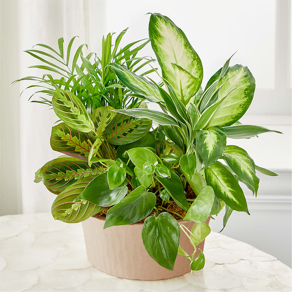 Balance & Harmony Dishgarden – HYDE PARK FLORIST & GIFTS, Hyde Park NY