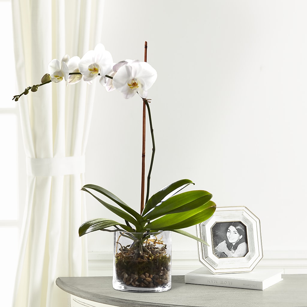 White Orchid Planter – HYDE PARK FLORIST & GIFTS, Hyde Park NY