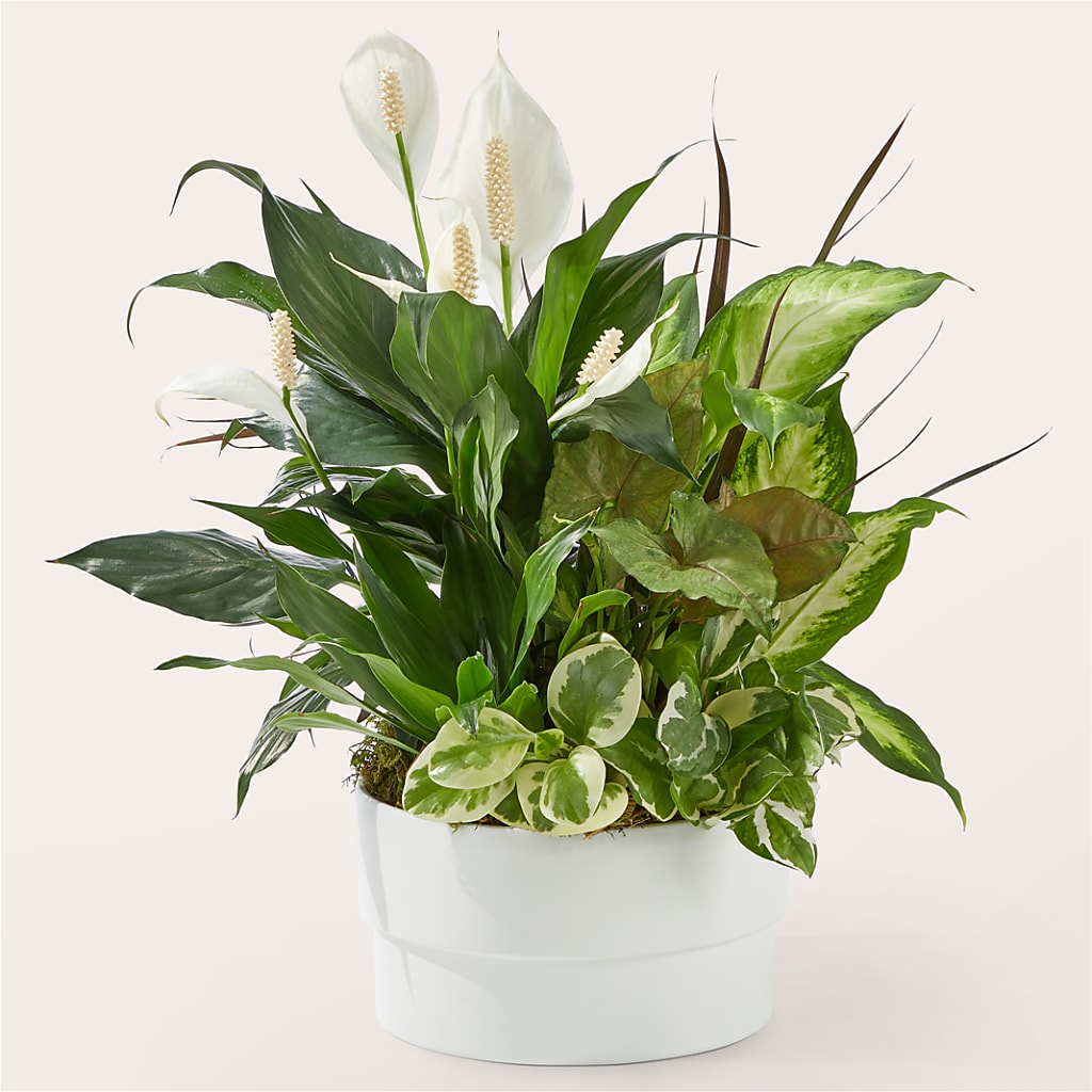 Radiating Positivity Dishgarden – HYDE PARK FLORIST & GIFTS, Hyde Park NY