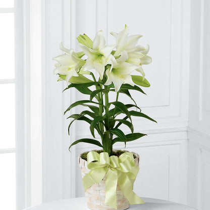 Easter Lily Plant – HYDE PARK FLORIST & GIFTS, Hyde Park NY