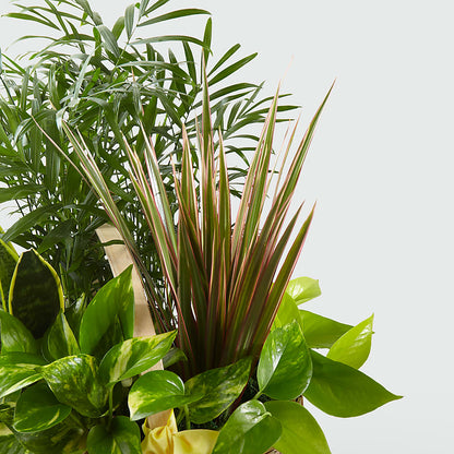 French Garden – HYDE PARK FLORIST & GIFTS, Hyde Park NY