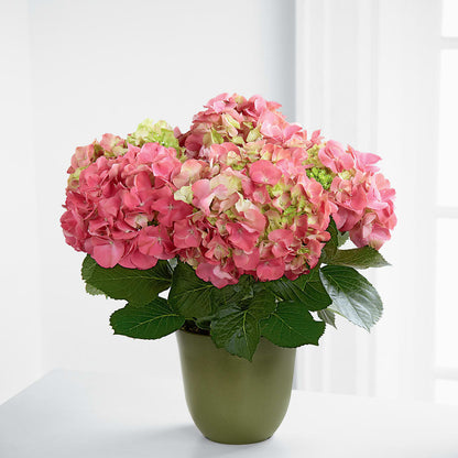 Pink Hydrangea Planter – HYDE PARK FLORIST & GIFTS, Hyde Park NY