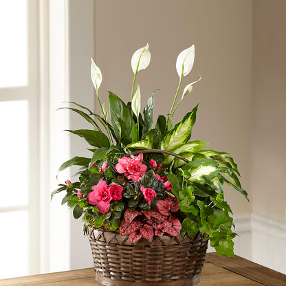 Dream in Pink Dishgarden – HYDE PARK FLORIST & GIFTS, Hyde Park NY