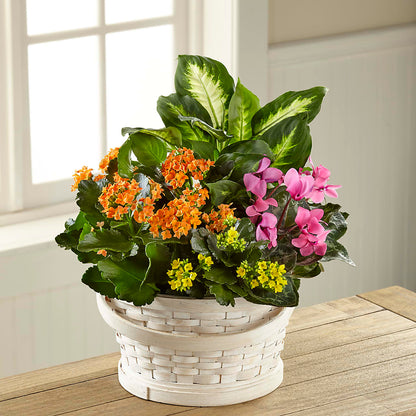 Color Crush Dishgarden – HYDE PARK FLORIST & GIFTS, Hyde Park NY