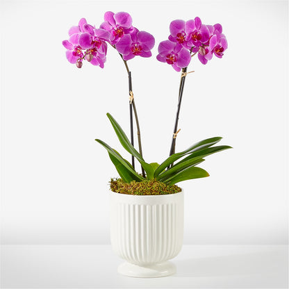 Friendly Fuchsia Orchid – HYDE PARK FLORIST & GIFTS, Hyde Park NY