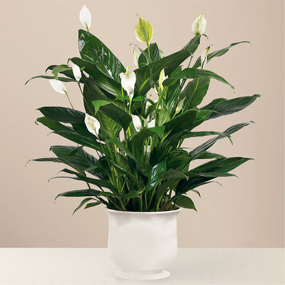 Comfort Planter – HYDE PARK FLORIST & GIFTS, Hyde Park NY
