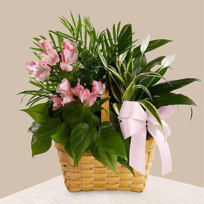 Living Spirit Dishgarden – HYDE PARK FLORIST & GIFTS, Hyde Park NY