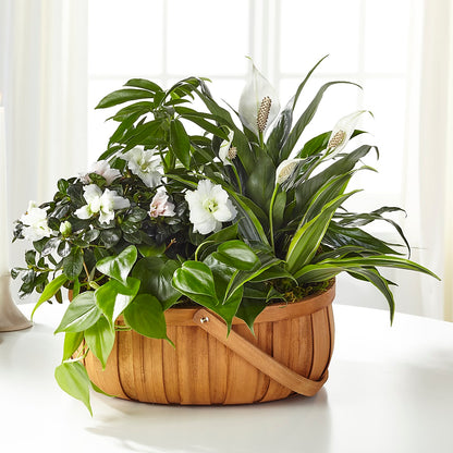 Serene Dishgarden – HYDE PARK FLORIST & GIFTS, Hyde Park NY