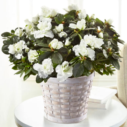 White Azalea Plant – HYDE PARK FLORIST & GIFTS, Hyde Park NY