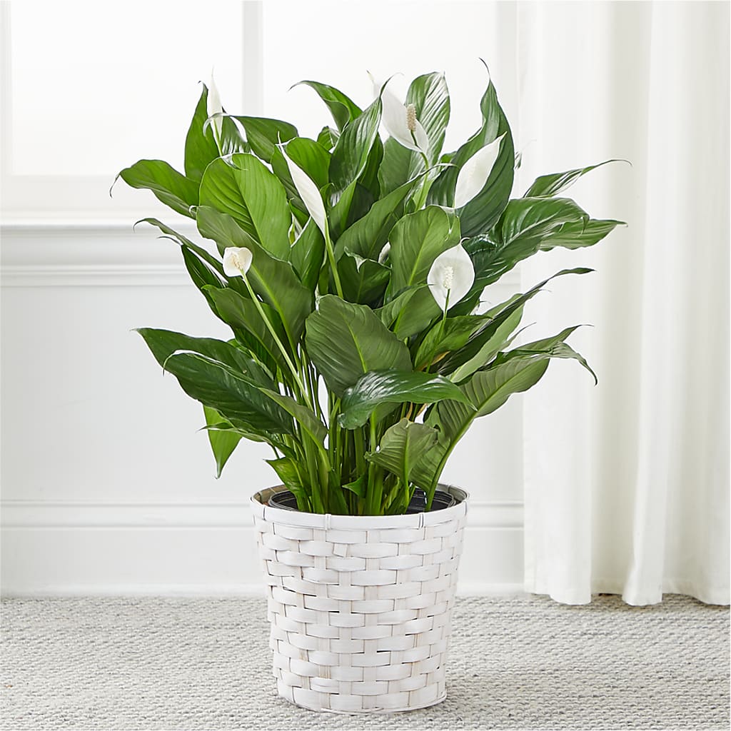 A New Leaf Peace Lily – HYDE PARK FLORIST & GIFTS, Hyde Park NY