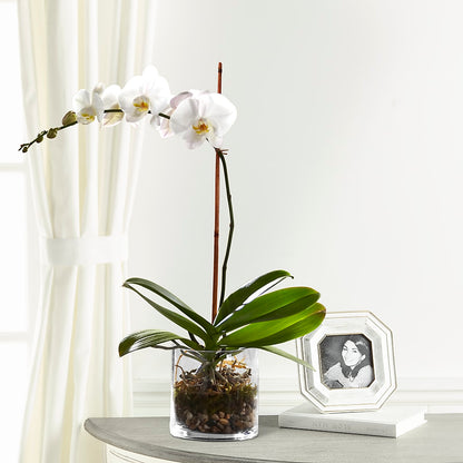 White Orchid Planter – HYDE PARK FLORIST & GIFTS, Hyde Park NY