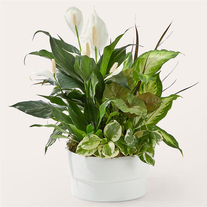 Radiating Positivity Dishgarden – HYDE PARK FLORIST & GIFTS, Hyde Park NY